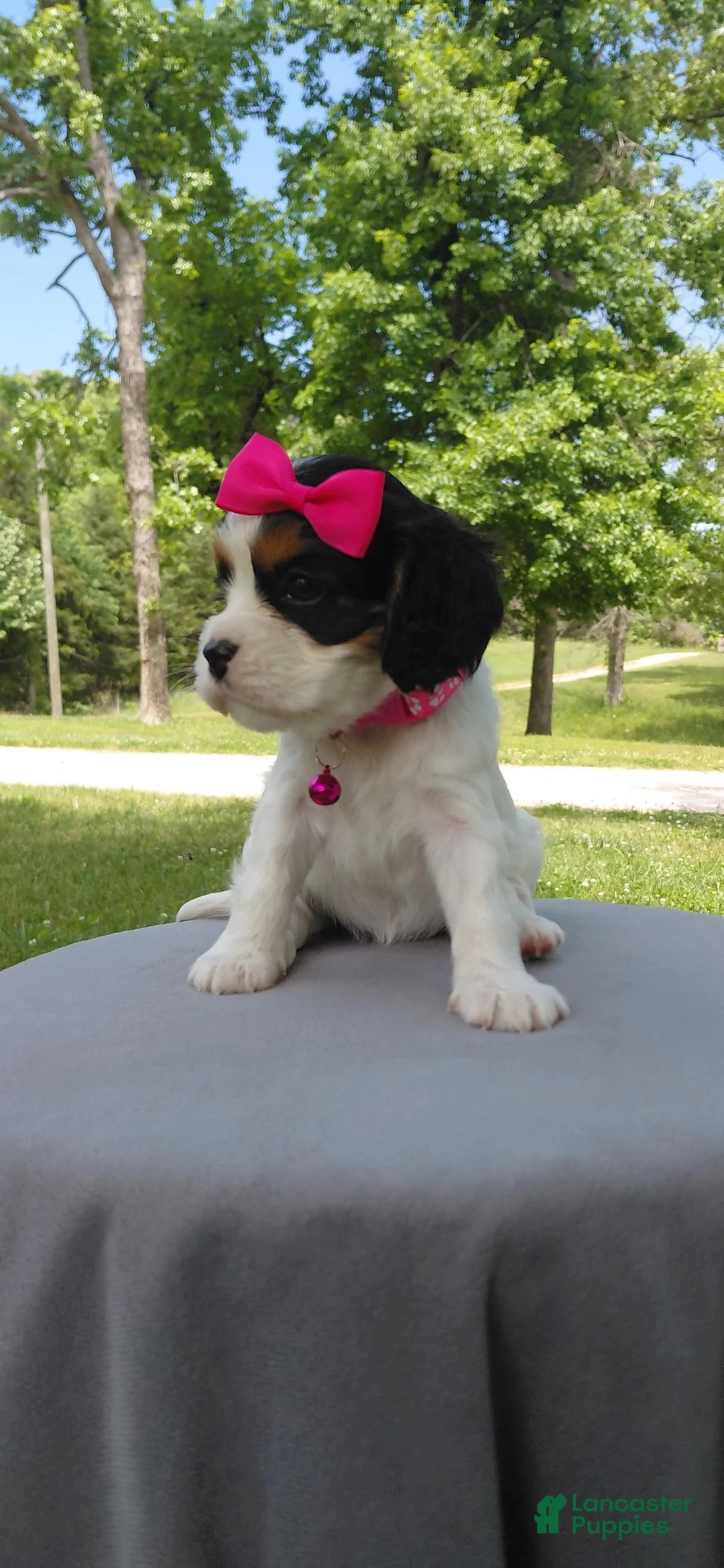 Mixed Breed dogs for sale: Vienna_Female - Ad 7