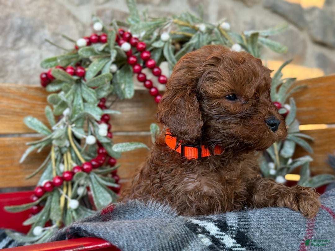 Mini Goldendoodle dogs for sale: Igloo - Ad 9