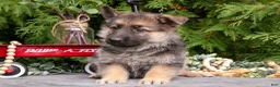 German Shepherd dogs for sale: Veruca - Ad 3