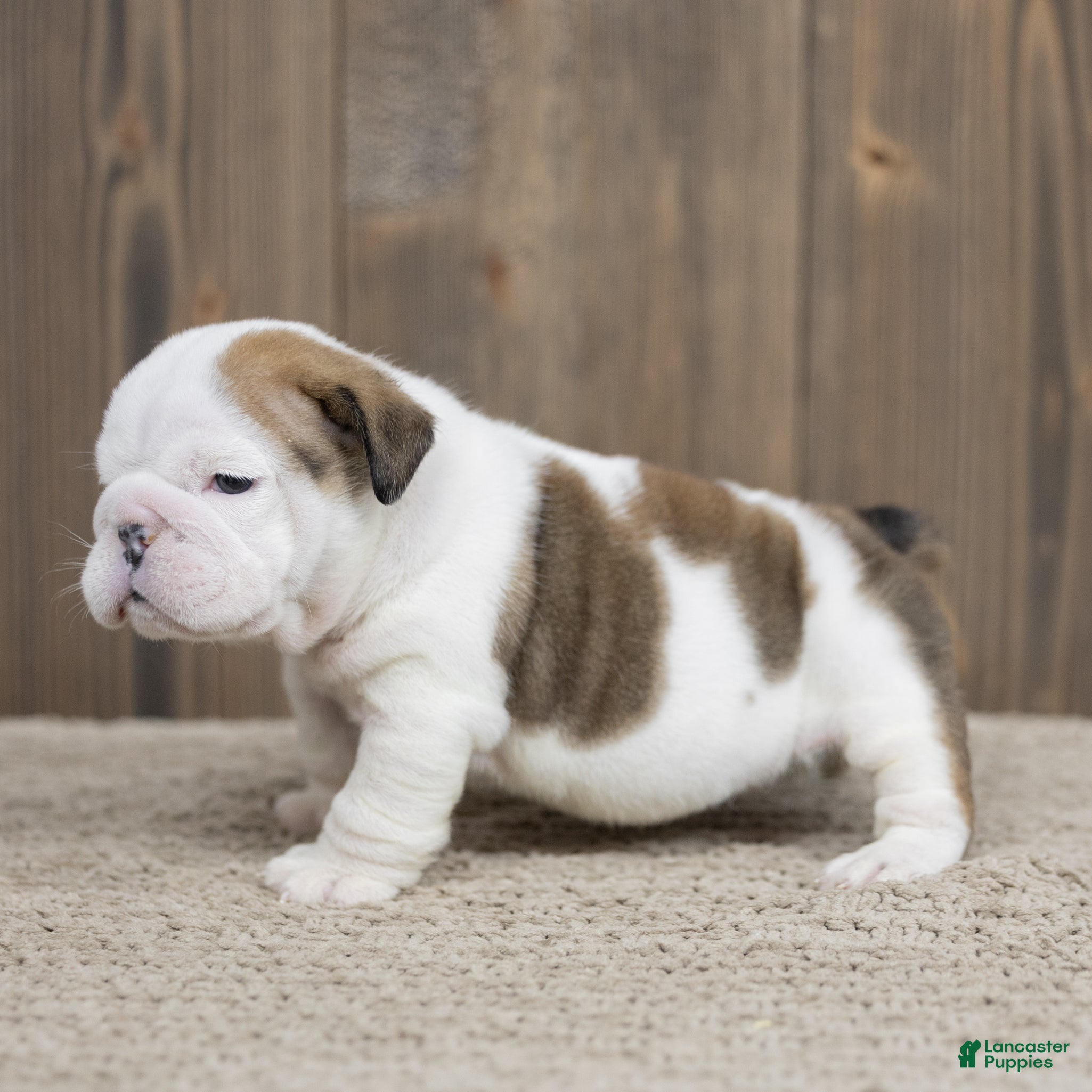 English Bulldog dogs for sale: Eve English Bulldog  - Ad 1
