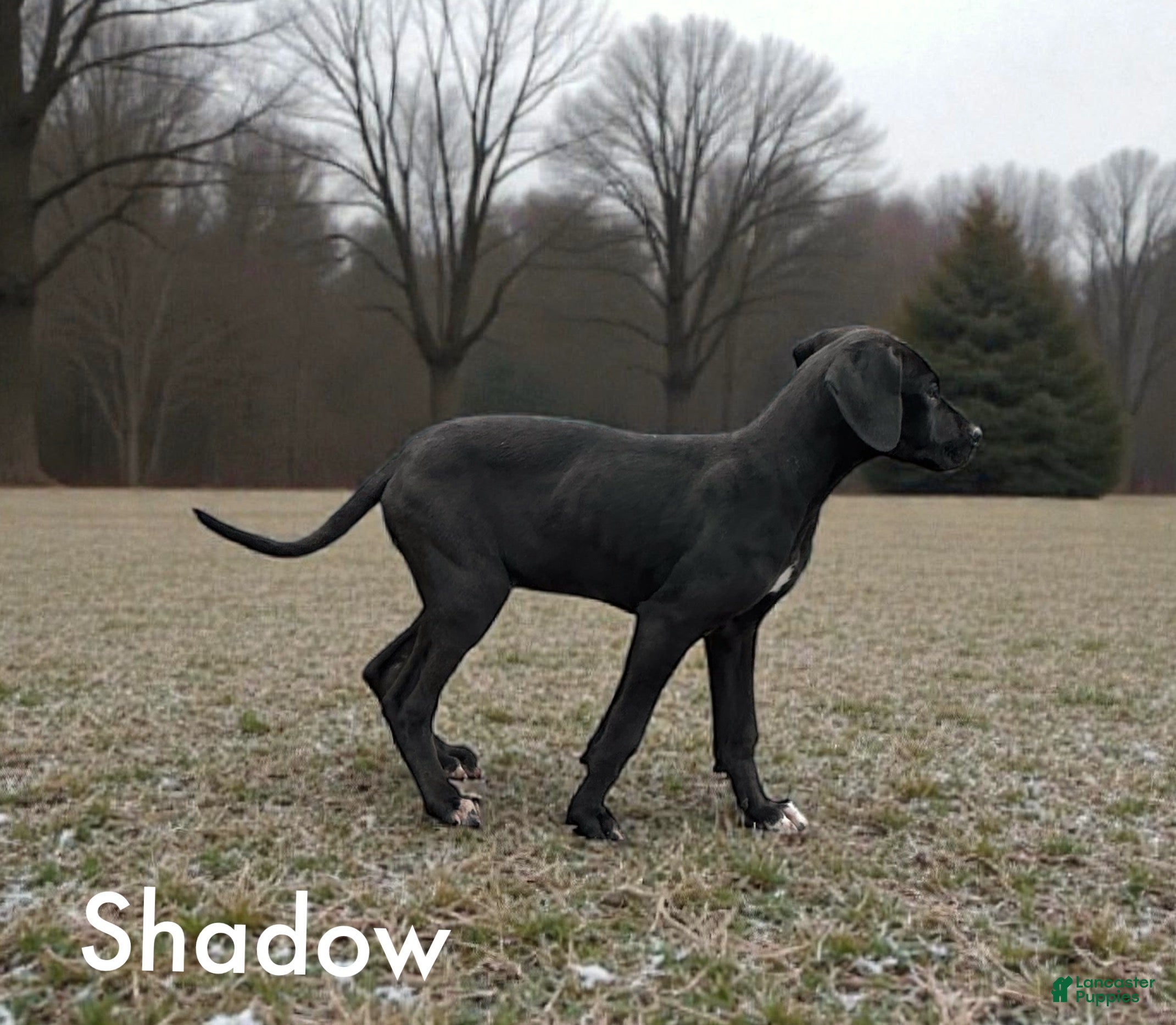 Great Dane dogs Shadow  - Ad 1