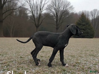Great Dane dogs Shadow - Ad 1