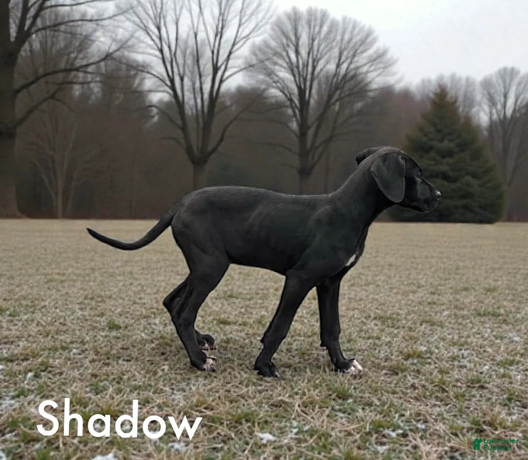 Great Dane dogs for sale: Shadow  - Ad 1