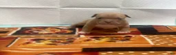American Bully dogs for sale: Saweetie 2.0 - Ad 3