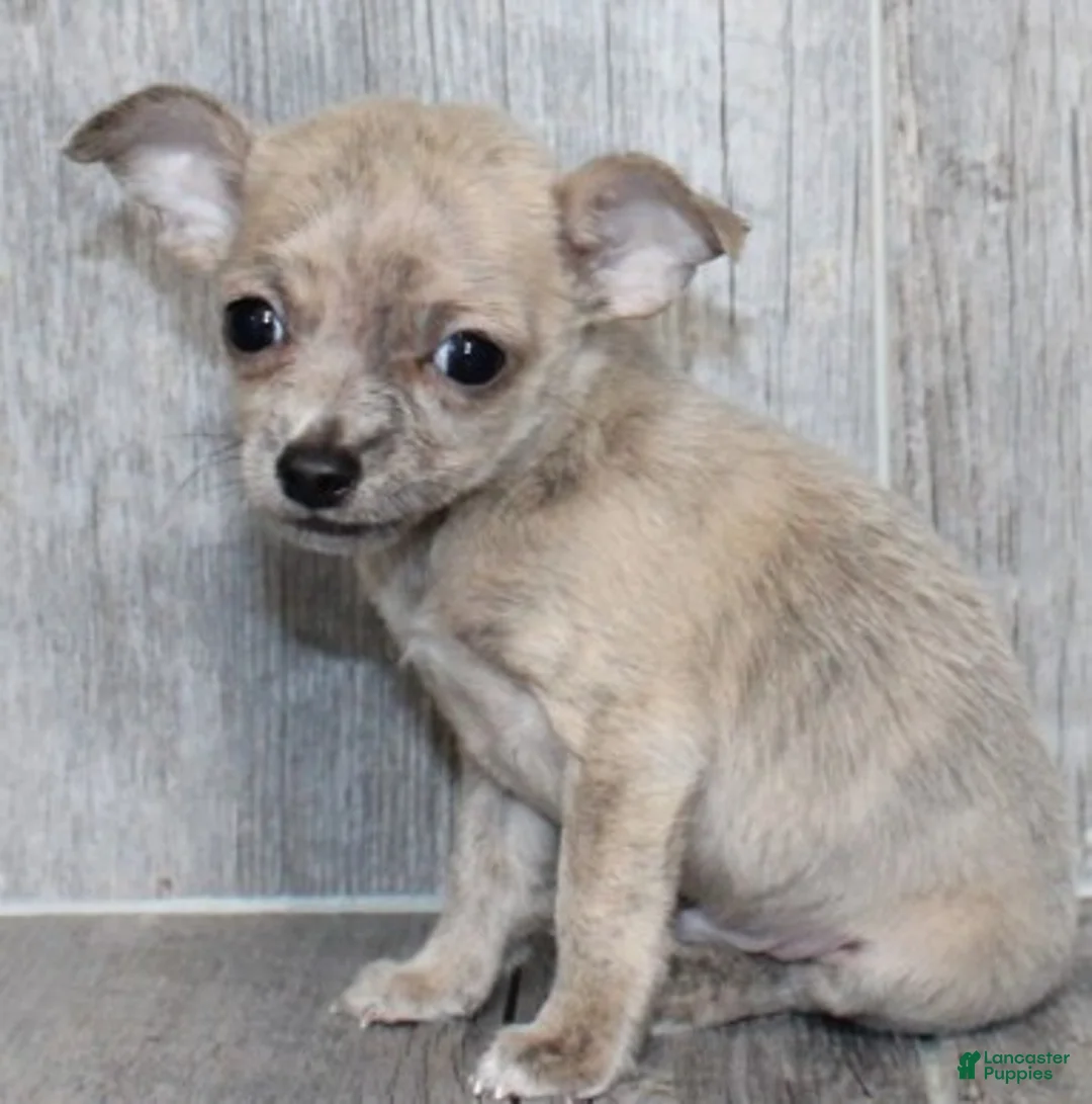 Chihuahua dogs for sale: Chihuahua Puppy 1 - Ad 1
