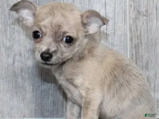 Chihuahua dogs Chihuahua Puppy 1 - Ad 18