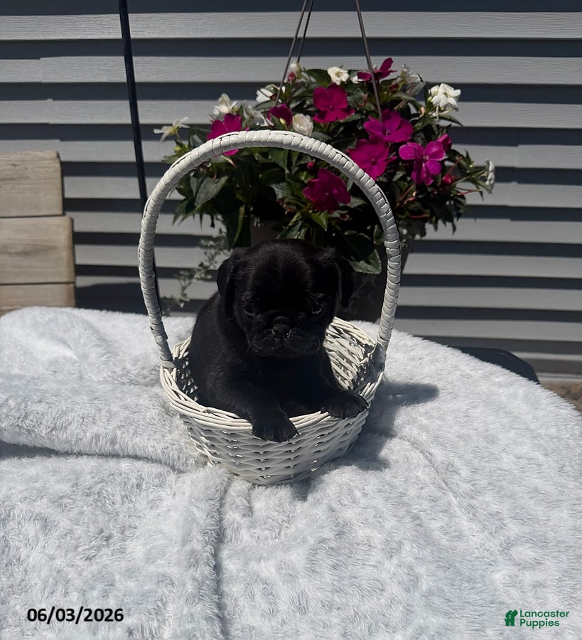 Pug dogs for sale: Oscar - Ad 1