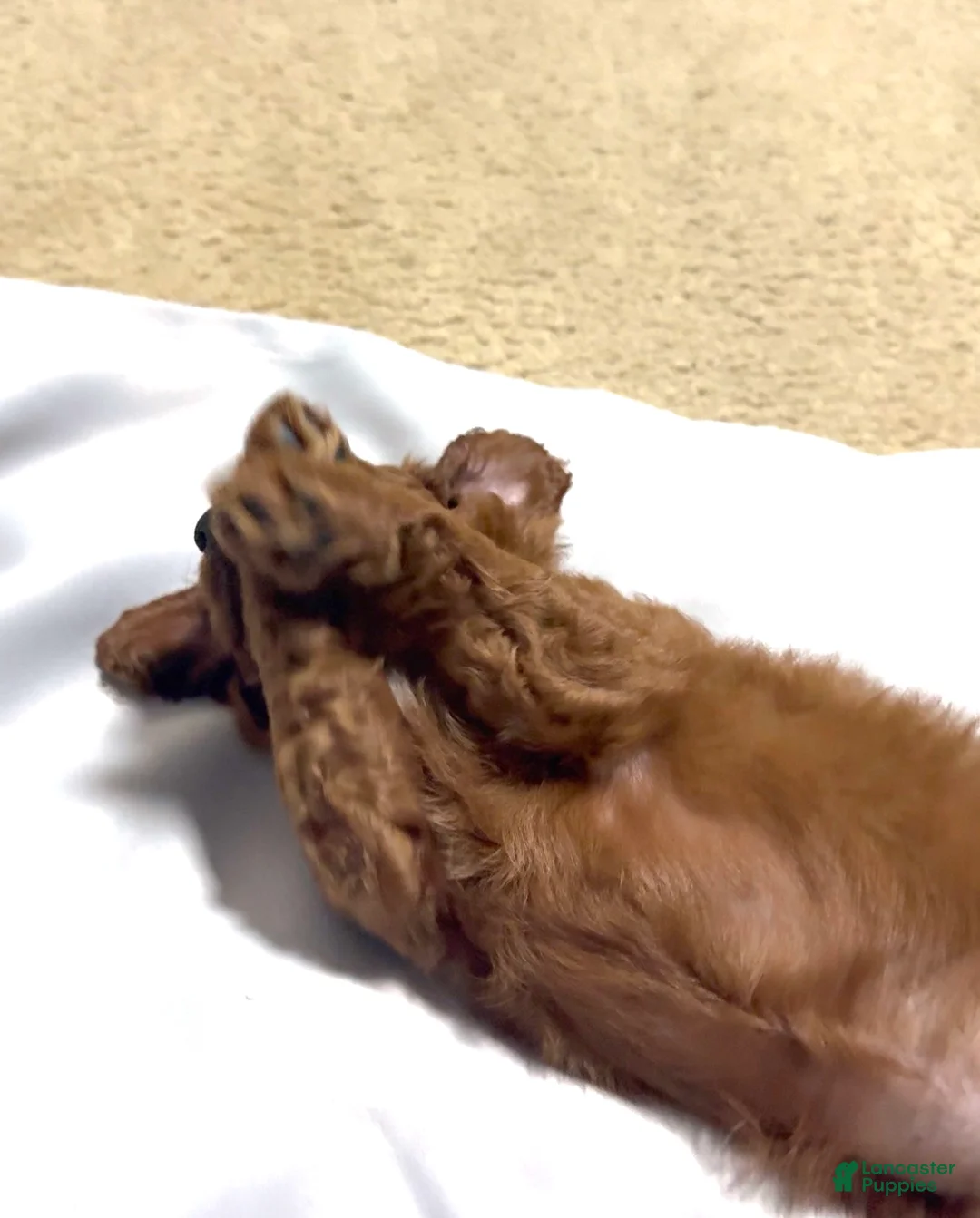 Goldendoodle dogs for sale: Goldendoodle 1 Onyx - Ad 2