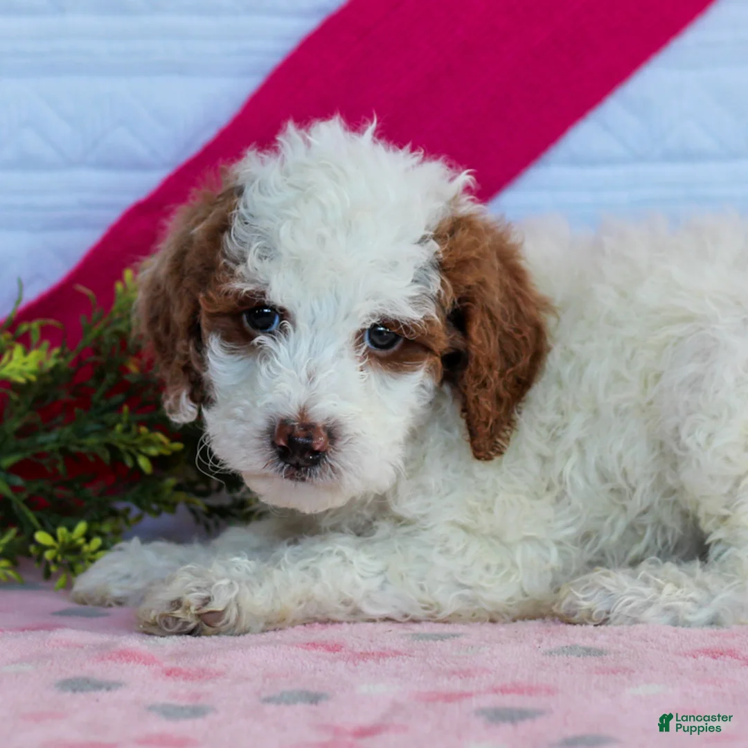 Mini Goldendoodle dogs for sale: Jellybean  - Ad 1