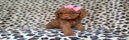 Cockapoo dogs for sale: Macey - Ad 6