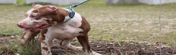 American Bully dogs for sale: Iris - Ad 10