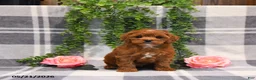 Cockapoo dogs for sale: Ervin - Ad 5