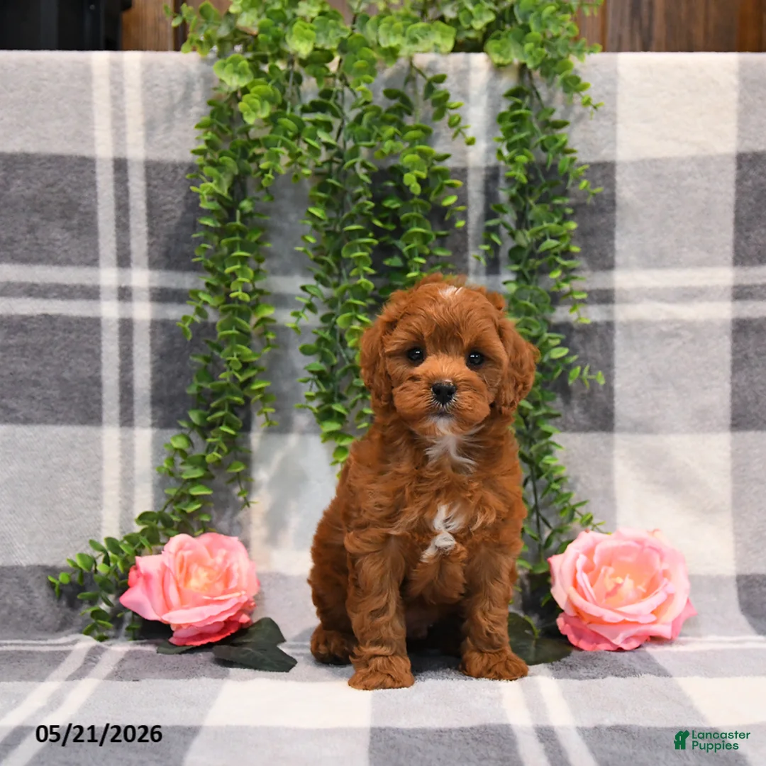 Cockapoo dogs for sale: Ervin - Ad 5