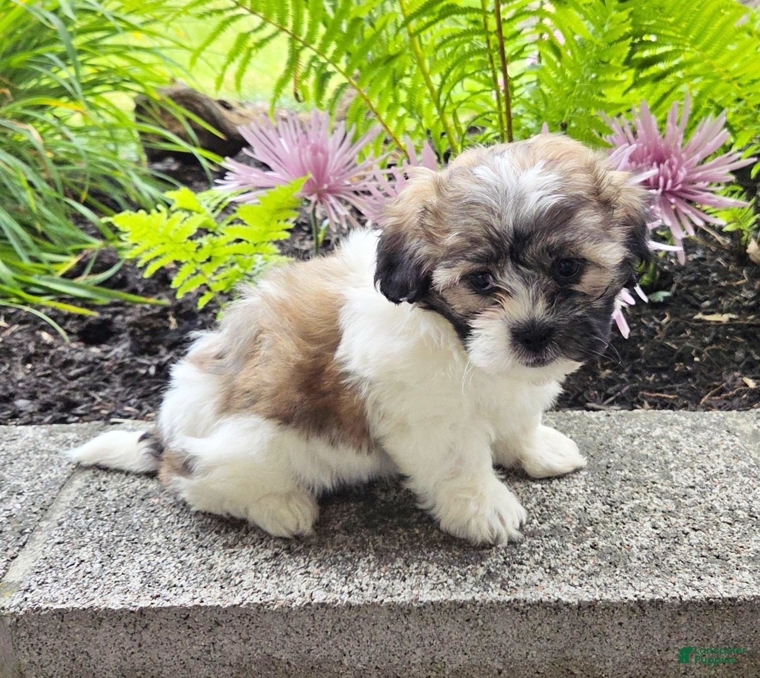 Teddy Bear dogs Sugar - Ad 2