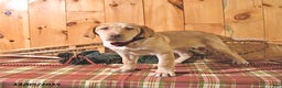 Labrador Retriever dogs for sale: Princess - Ad 4