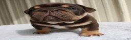 English Bulldog dogs for sale: Bucky - Ad 7