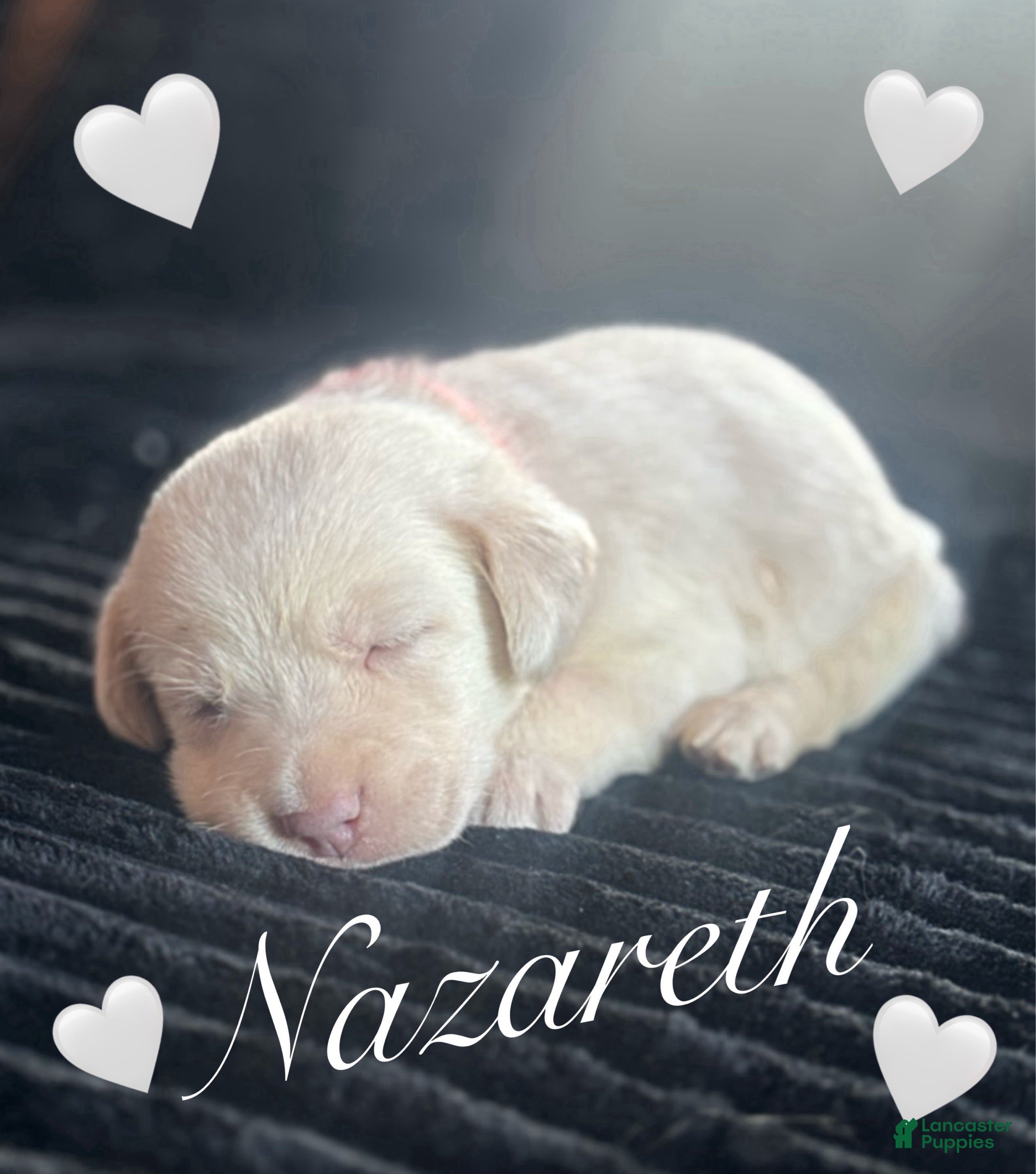 Labrador Retriever dogs Labrador Retriever Puppy 1 - Ad 11