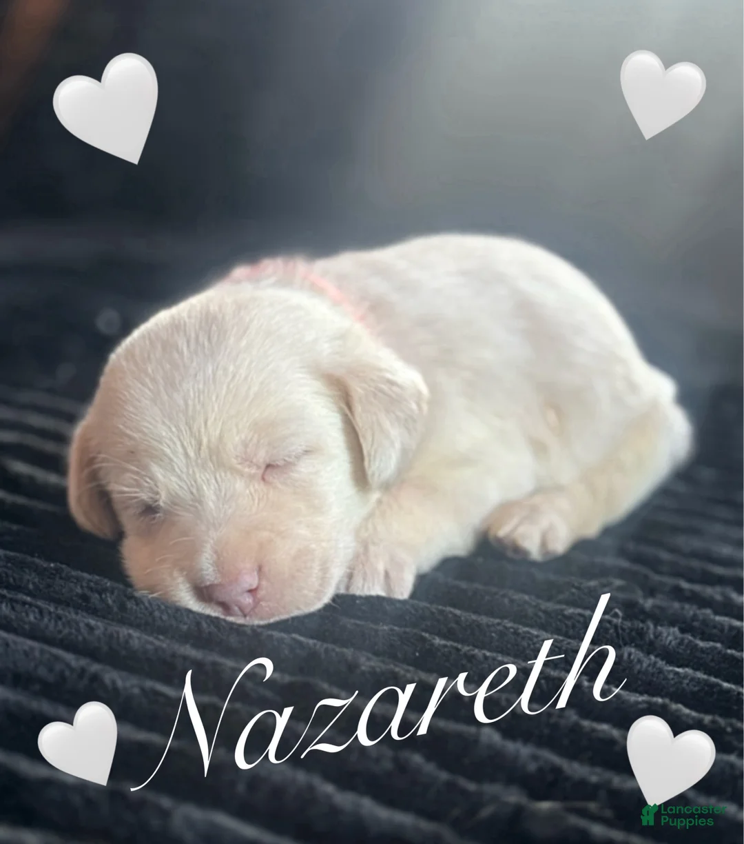 Labrador Retriever dogs for sale: Labrador Retriever Puppy 1 - Ad 1