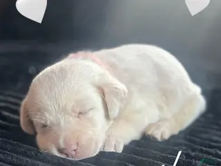 Labrador Retriever dogs Labrador Retriever Puppy 1 - Ad 11