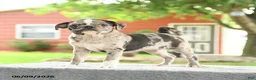 Mixed Breed dogs for sale: Harmony - Ad 3