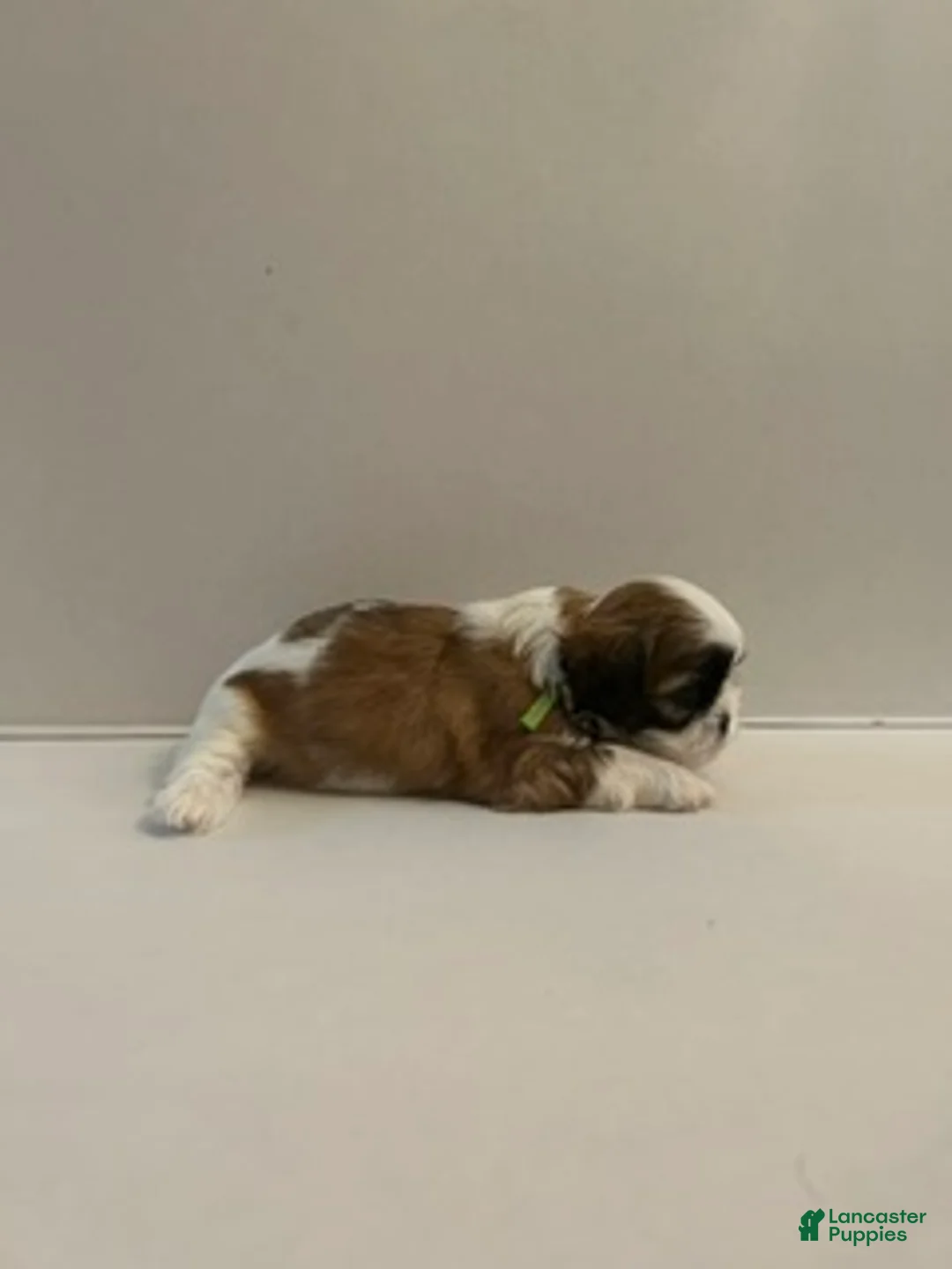 Shih Tzu dogs for sale: Shih Tzu baby boy green - Ad 2