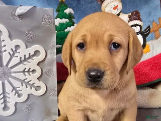 Labrador Retriever dogs Labrador Retriever Puppy purple collar - Ad 17