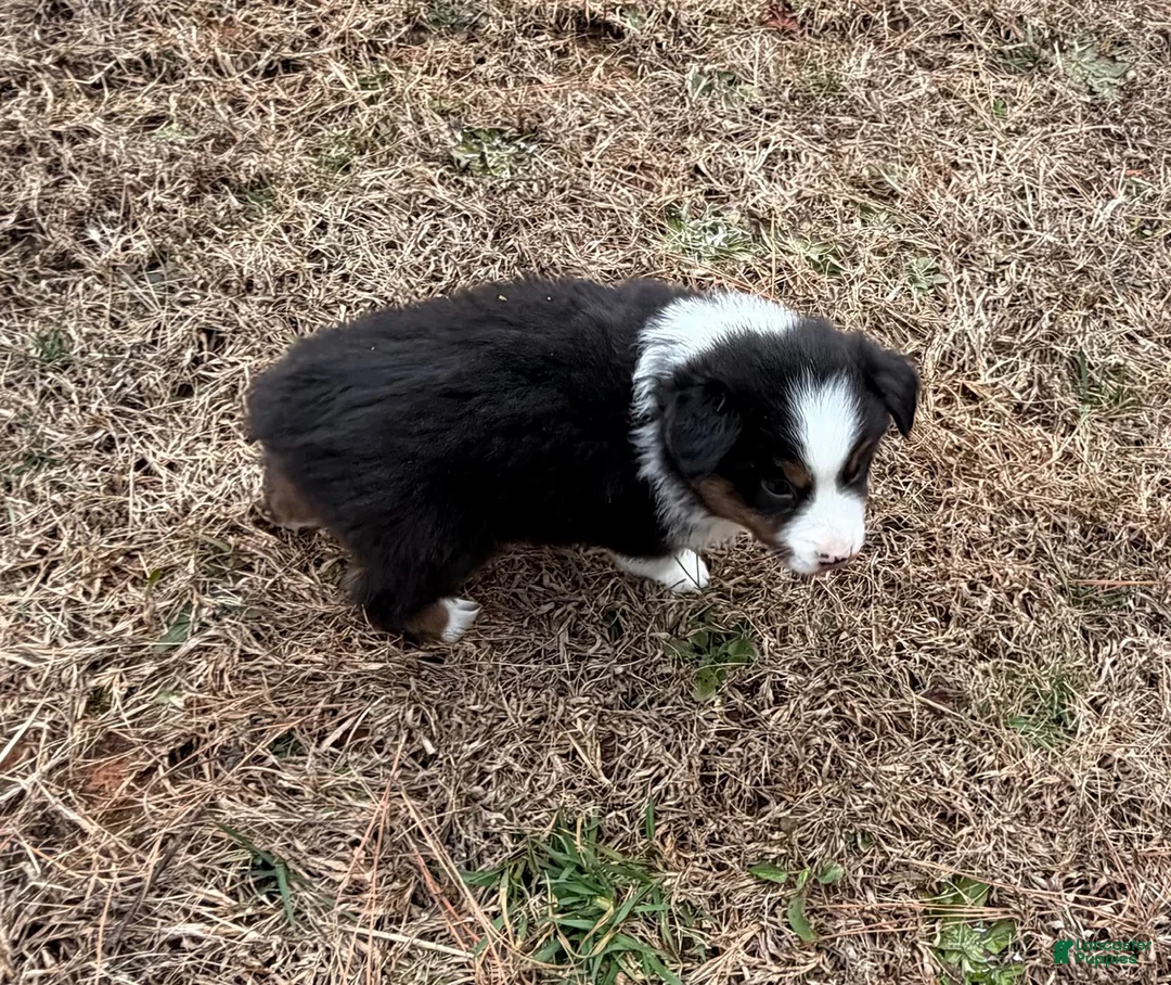 Australian Shepherd dogs for sale: Clyde - Ad 2