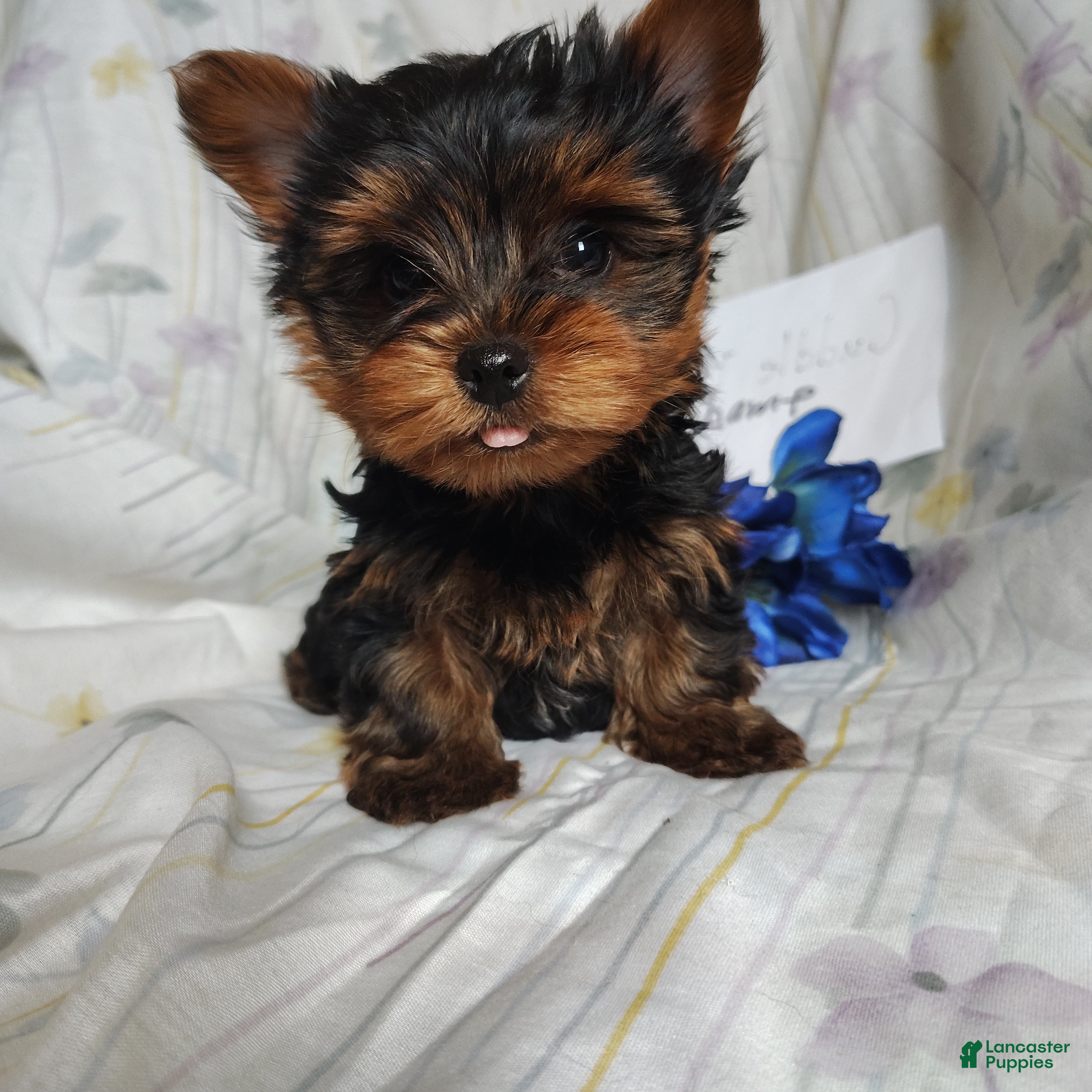 Yorkshire Terrier dogs Champ - Ad 2