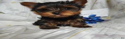 Yorkshire Terrier dogs for sale: Champ - Ad 2