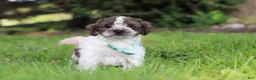 Cockapoo dogs for sale: Ace - Ad 6
