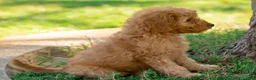 Goldendoodle dogs for sale: Muffin - Ad 3