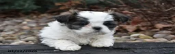 Shih Tzu dogs for sale: Jack - Ad 2