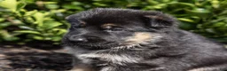 German Shepherd dogs for sale: Rover  - Ad 4