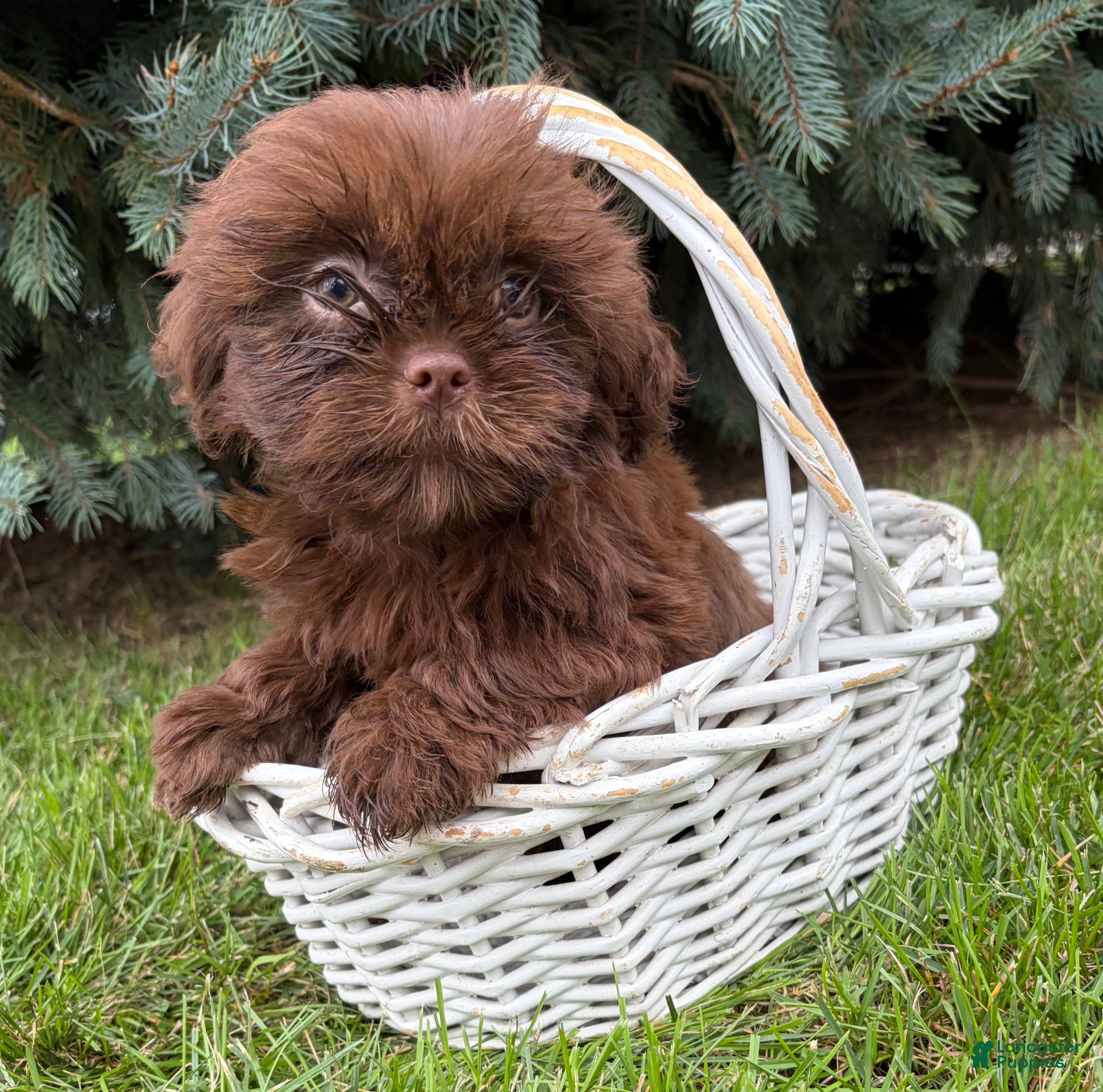 Shih Tzu dogs Luke - Ad 2