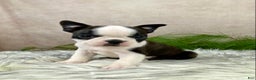 Boston Terrier dogs for sale: Mr. Ace - Ad 4