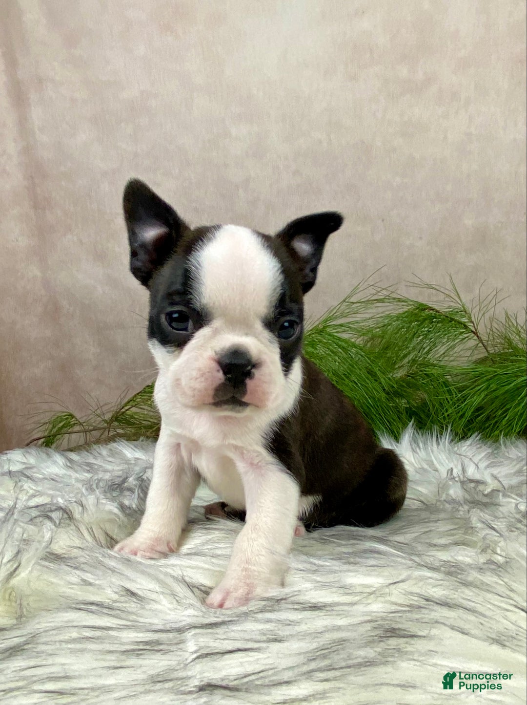 Boston Terrier dogs for sale: Mr. Ace - Ad 4