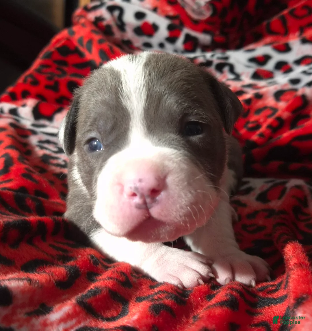 Mixed Breed dogs for sale: "BIGGIE SMALLZ" - Ad 9