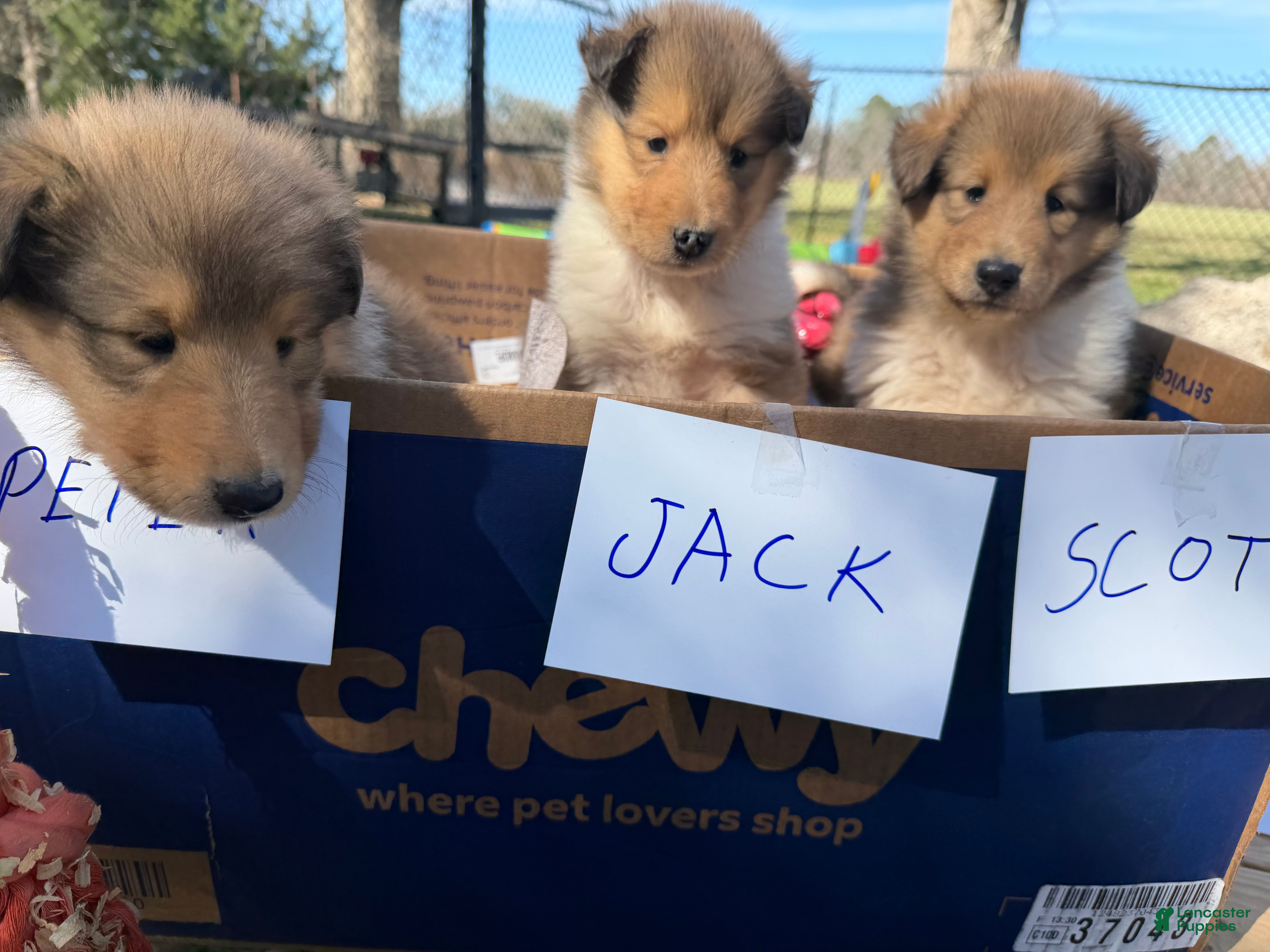 Collie dogs Jack - Ad 1