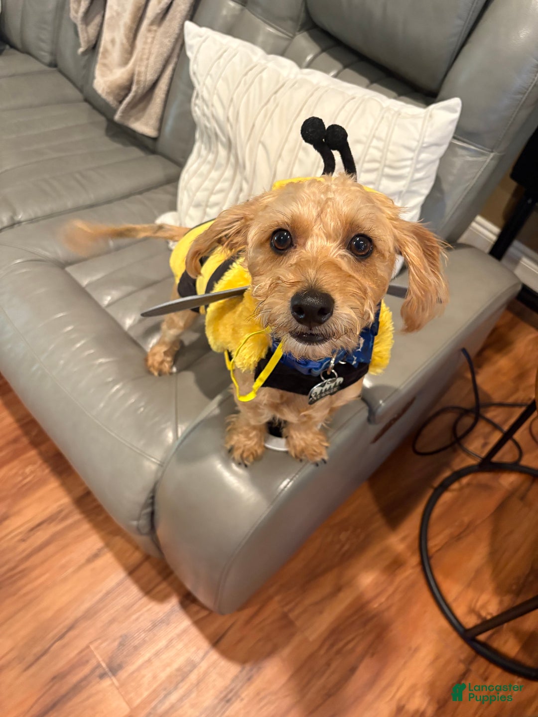 Doxiepoo dogs for sale: Doxiepoo Puppy 1 - Ad 2