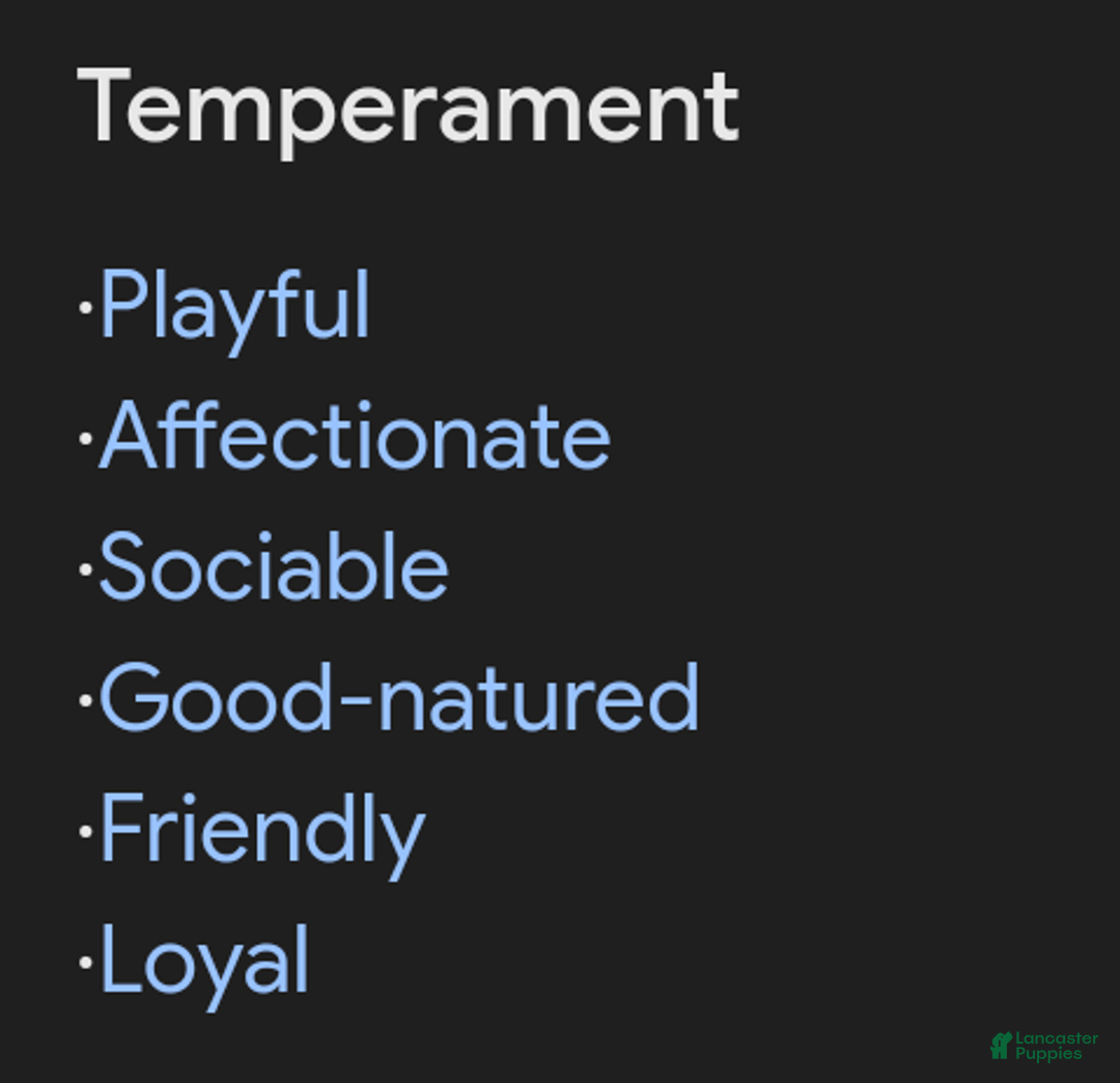 Havapoo dogs for sale: Chase 👨‍👨‍👦‍👦💞🐕 - Ad 3