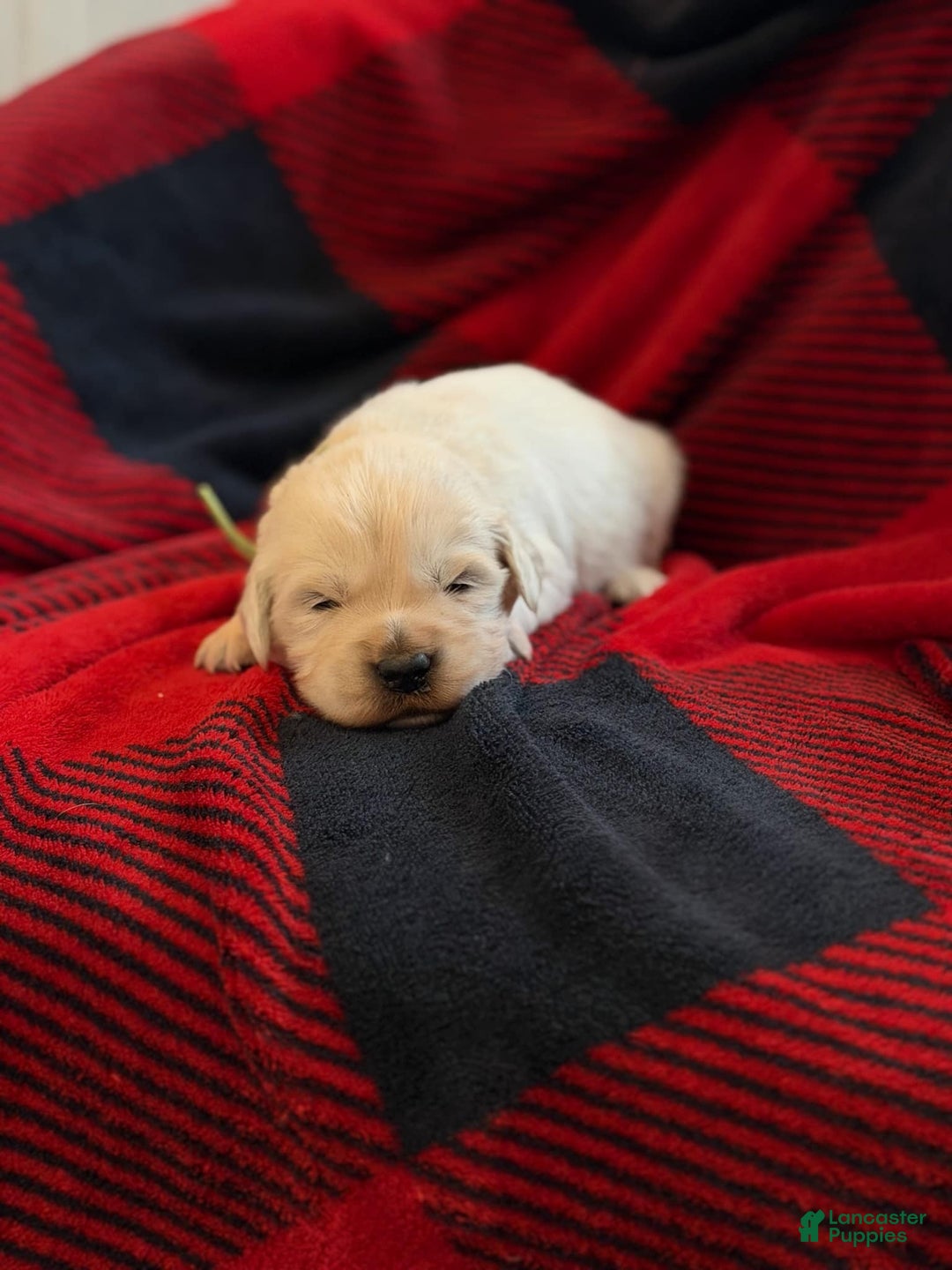 Golden Retriever dogs for sale: Hank - Ad 2