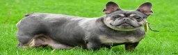 French Bulldog dogs for sale: Dustin - Ad 8