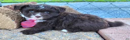 Pomapoo dogs for sale: Swiss Roll - Ad 8