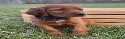 Irish Setter dogs for sale: Frederick  - Ad 15