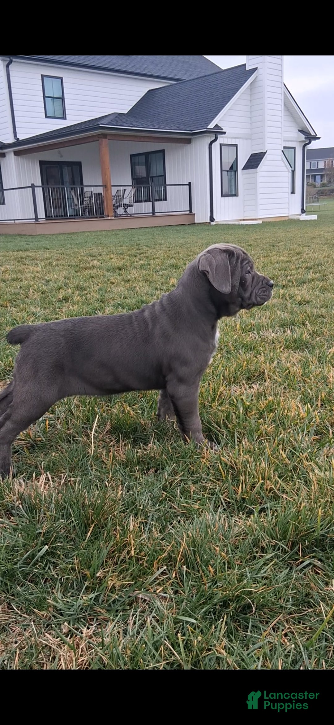 Cane Corso dogs for sale: Shiloh - Ad 3