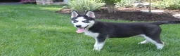 Siberian Husky dogs for sale: Misha - Ad 5
