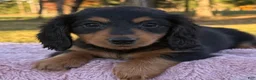 Miniature Dachshund dogs for sale: Ellie - Ad 6