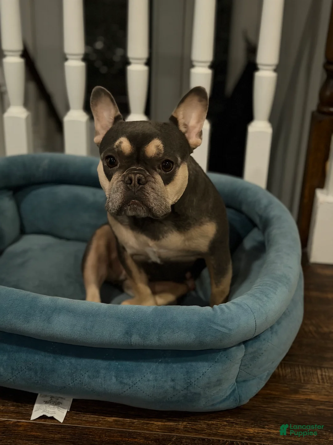 French Bulldog dogs for sale: Charlie - Ad 3