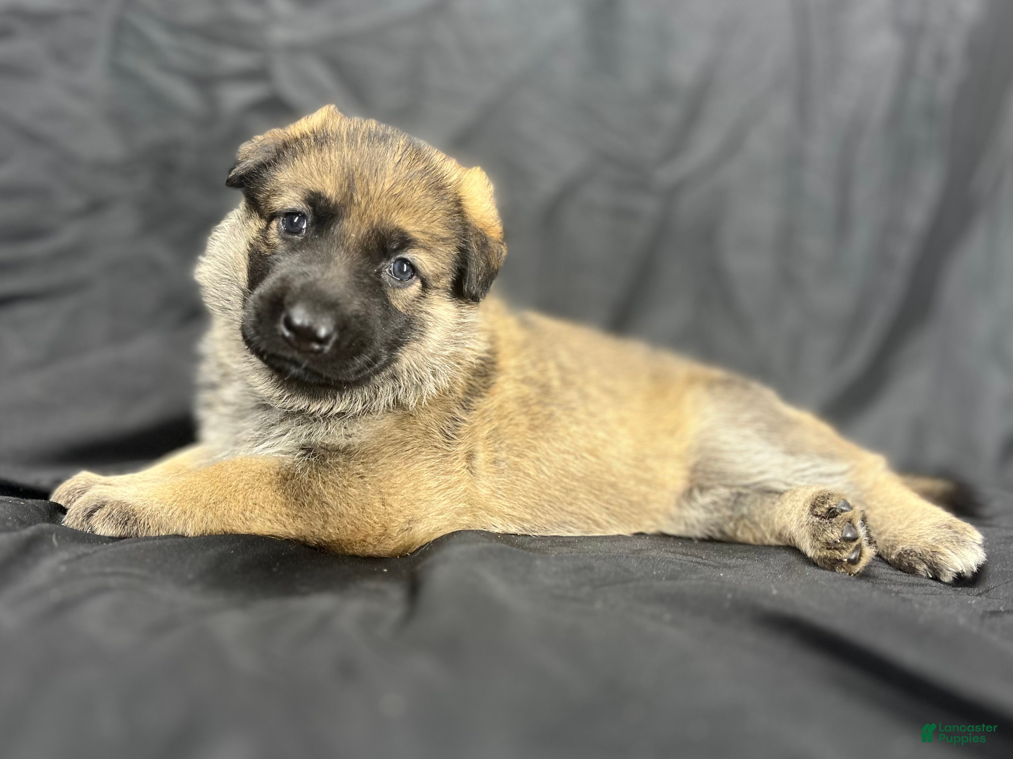 German Shepherd dogs Bella - Ad 1