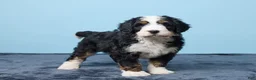 Bernedoodle dogs for sale: Jiggo - Ad 4